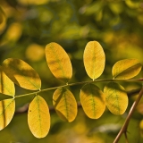 Siperianhernepensas (Caragana arborescens)