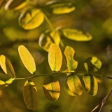 Siperianhernepensas (Caragana arborescens)