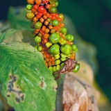 Arisaema serratum