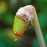 Arisaema serratum