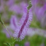 Sanguisorba japonensis