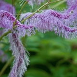 Sanguisorba japonensis