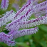 Komealuppio (Sanguisorba japonensis)