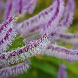 Sanguisorba japonensis