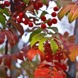 Sorbus