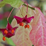 Sorvarinpensas (Euonymus macropterus)