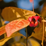 Sorvarinpensas (Euonymus macropterus)