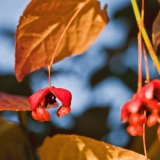 Sorvarinpensas (Euonymus macropterus)