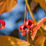 Sorvarinpensas (Euonymus macropterus)