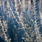 Italianolkikukka (Helichrysum italicum)