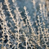 Italianolkikukka (Helichrysum italicum)