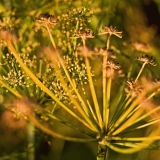 Maustefenkoli (Foeniculum vulgare)