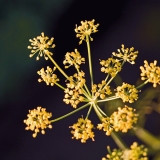 Fennel (Foeniculum vulgare)