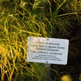 Fennel (Foeniculum vulgare)