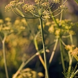 Fennel (Foeniculum vulgare)