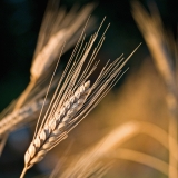 Polish wheat (Triticum polonicum)