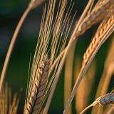 Puolanvehn (Triticum polonicum)