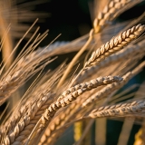 Englanninvehn (Triticum turgidum)