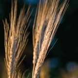 Durum (Triticum turgidum)