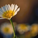 Glebionis coronaria