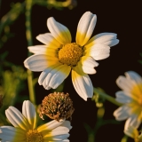 Glebionis coronaria