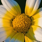 Kruunusuvikakkara (Glebionis coronaria)