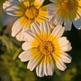 Kruunusuvikakkara (Glebionis coronaria)