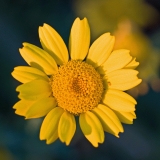 Corn daisy (Glebionis segetum)