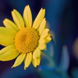 Corn daisy (Glebionis segetum)