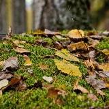 Moss tuft