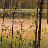 A autumn view to a pond