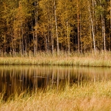 A autumn view to a pond