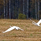 Whooper swans (Cygnus cygnus) taking off