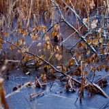 Frozen Uutela lagoon