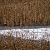 Uutela lagoon at wintertime