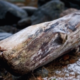 Driftwood