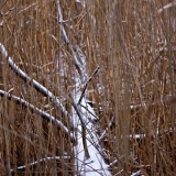 A fallen tree