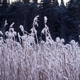 Frosty rushes