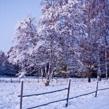 A snowy tree