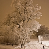 Frosty trees at Kaivopuisto park