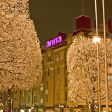 Frosty trees 