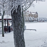 A frosty tree at Tokoinranta