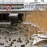 Sorsia Elintarhanlahden ja Tlnladen kanavan sulassa