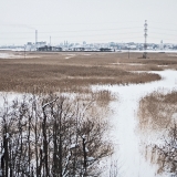 View from a bird tower in Viikki