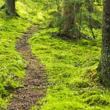 Moss surrounds a path