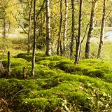 Moss on the bank of Saarilampi