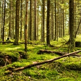 Moss covered forest