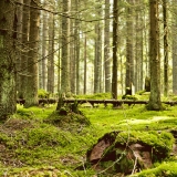 Moss covered forest