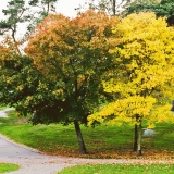 Autumn in Kaivopuisto