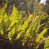 Polypodium vulgare